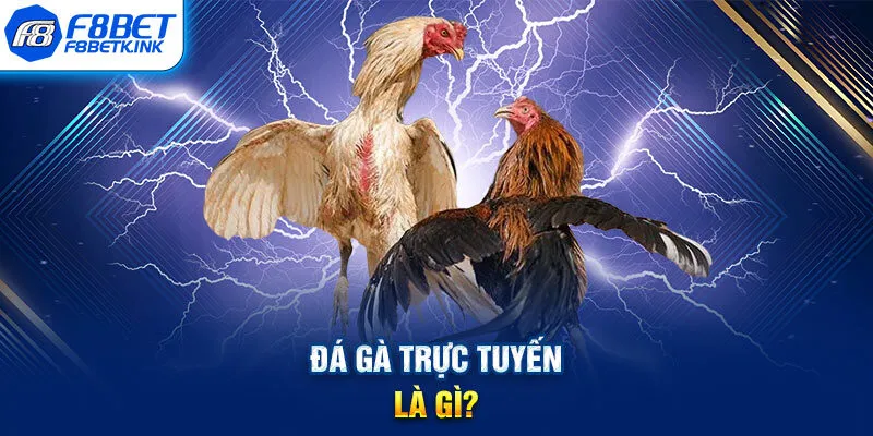 Đá gà trực tuyến là gì?
