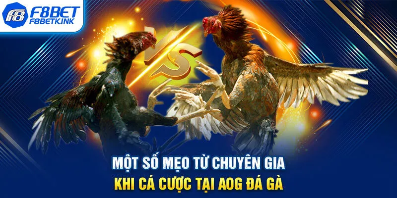 Một số mẹo từ chuyên gia khi cá cược tại AOG đá gà