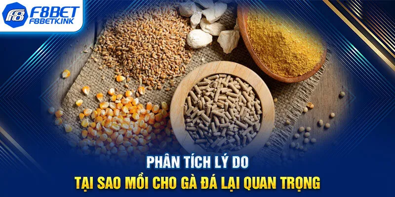 Phân tích lý do tại sao mồi cho gà đá lại quan trọng