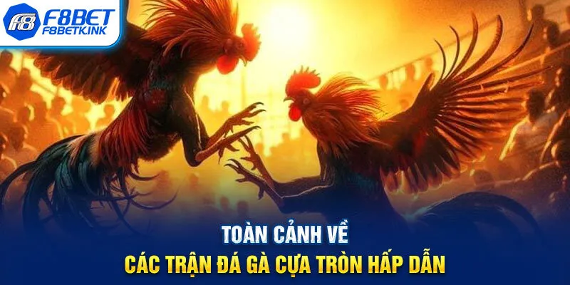 Toàn cảnh về các trận đá gà cựa tròn hấp dẫn